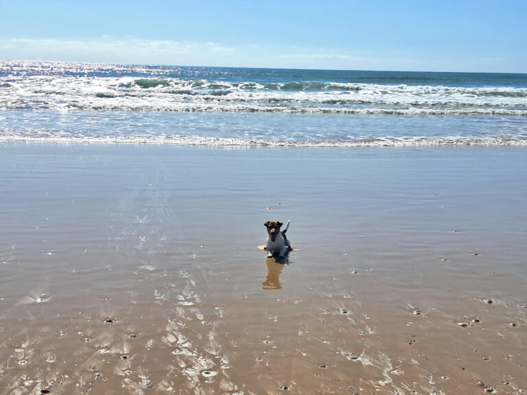 Urlaub mit Hund in Conil? Dein kompletter Guide für entspannte Ferien mit deinem Vierbeiner