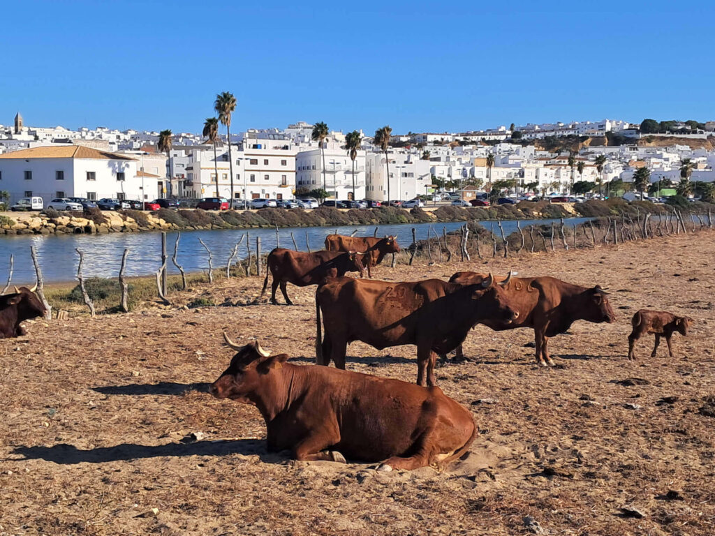 Conil de la Frontera from the mouth of the Salado River to the ocean