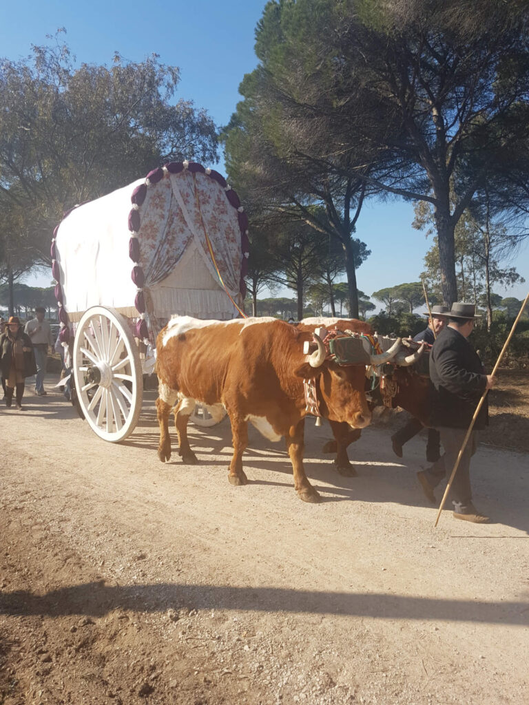 Pilgrimage of San Sebastian de Conil to the Colorado pine forest