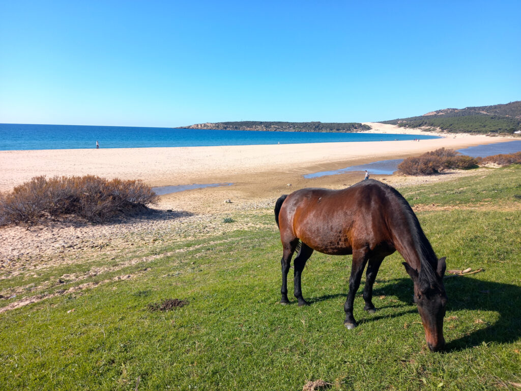 Excursion to Bolonia beach from our apartments in Conil