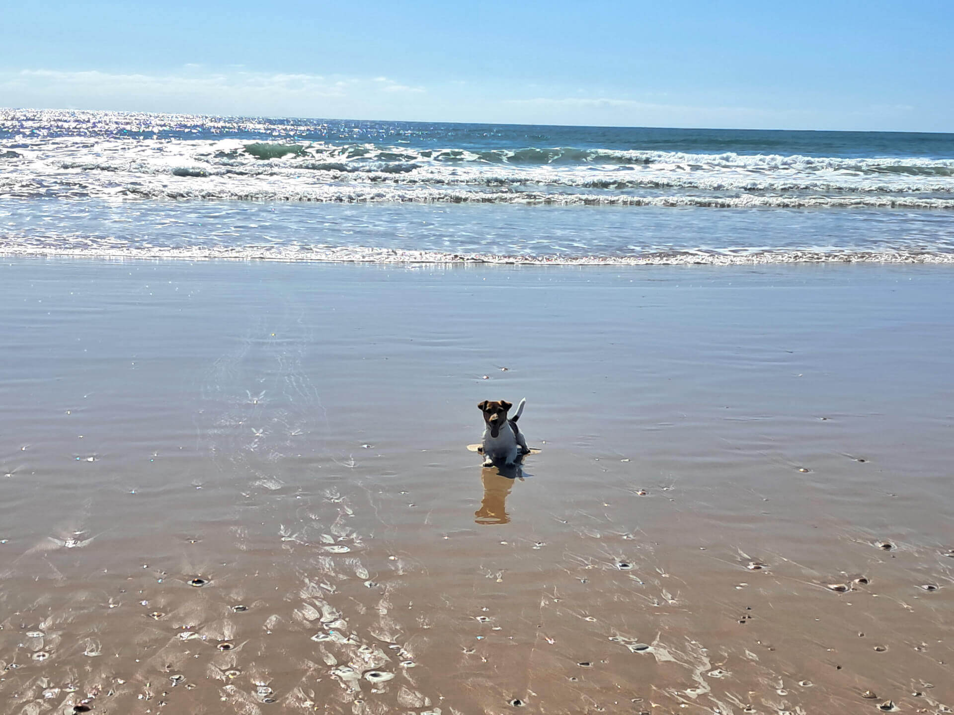vacances-avec-chien-a-conil